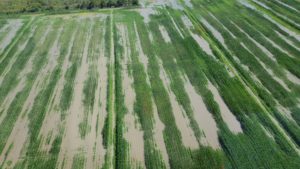 Image of Flooding of Corn in Hyde County