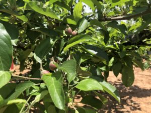 Cover photo for Apple Disease Update: First Cover