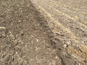 Cover photo for V-C Crop Update Peanut Notes No. 22 2018