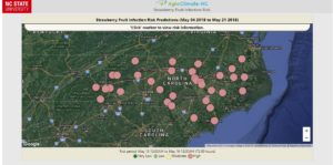 Cover photo for Major Strawberry Fruit Rot Risk Expected May 15, 2018