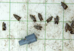 Cover photo for WNC Orchard Insect Populations