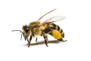 Cover photo for Wilson County Beekeepers Association Meeting