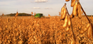 Soybean field