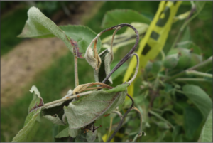 Cover photo for Fire Blight Survey-Urgent Please Respond!