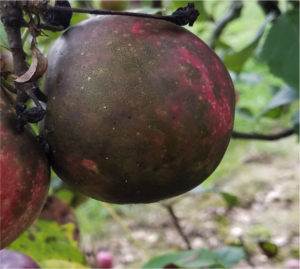 Cover photo for Sooty Blotch and Flyspeck Disease Outlook