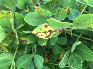 Cover photo for Symptoms in the Peanut Canopy Peanut Notes No. 63 2018