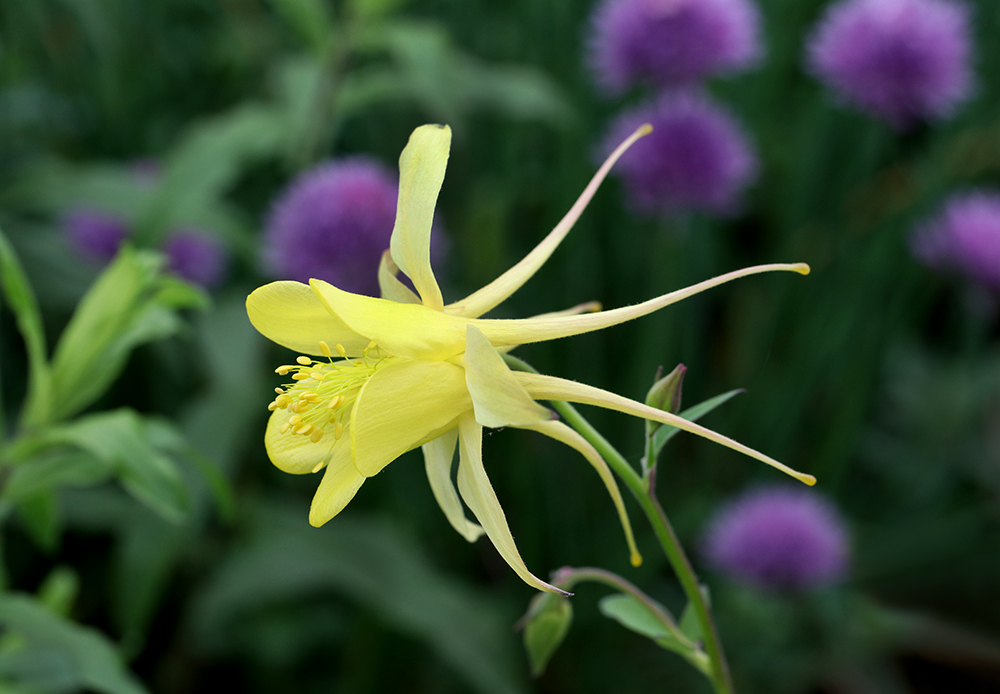 Spring Snapshots From Extension’s Pollinator Paradise Garden NC State