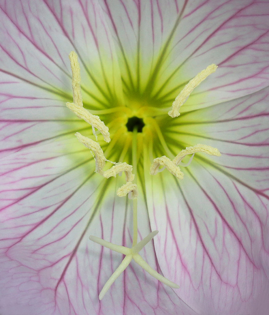 Spring Snapshots From Extension’s Pollinator Paradise Garden NC State