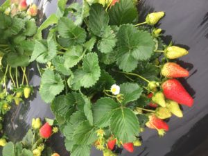 Cover photo for NC State Strawberry Breeding Program on NC State Extension Homegrown