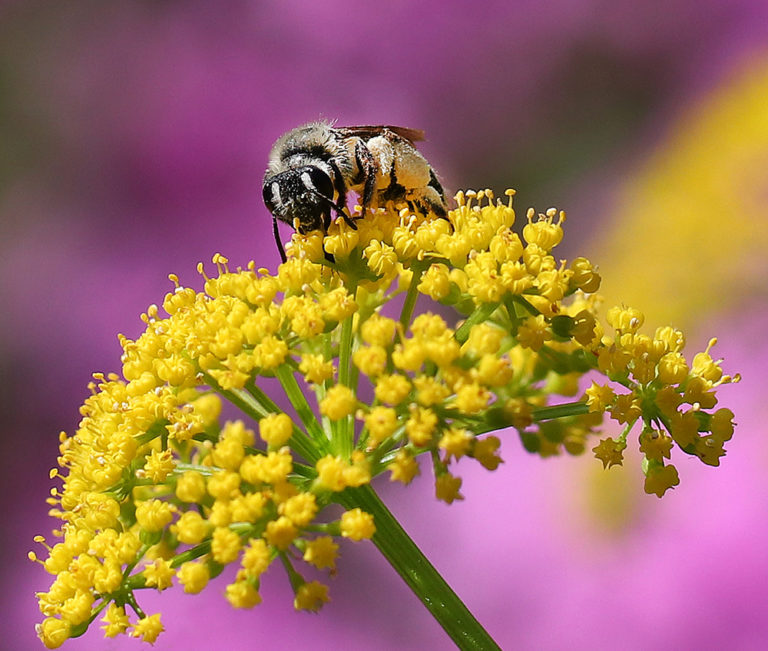 Spring Snapshots From Extension’s Pollinator Paradise Garden NC State