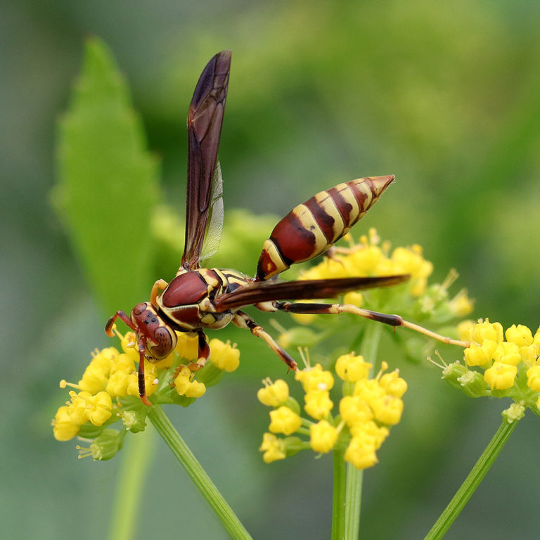 Spring Snapshots From Extension’s Pollinator Paradise Garden NC State