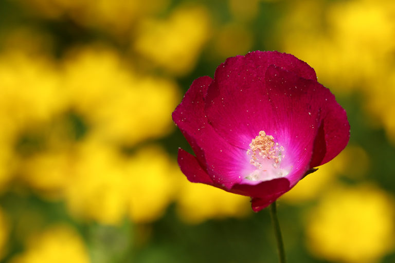 Spring Snapshots From Extension’s Pollinator Paradise Garden NC State