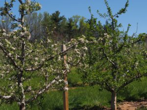 Cover photo for Promoting Return Bloom in Apple