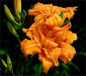 Orange Daylilies