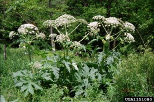 giant hogweed large white flowers 3ft leaves