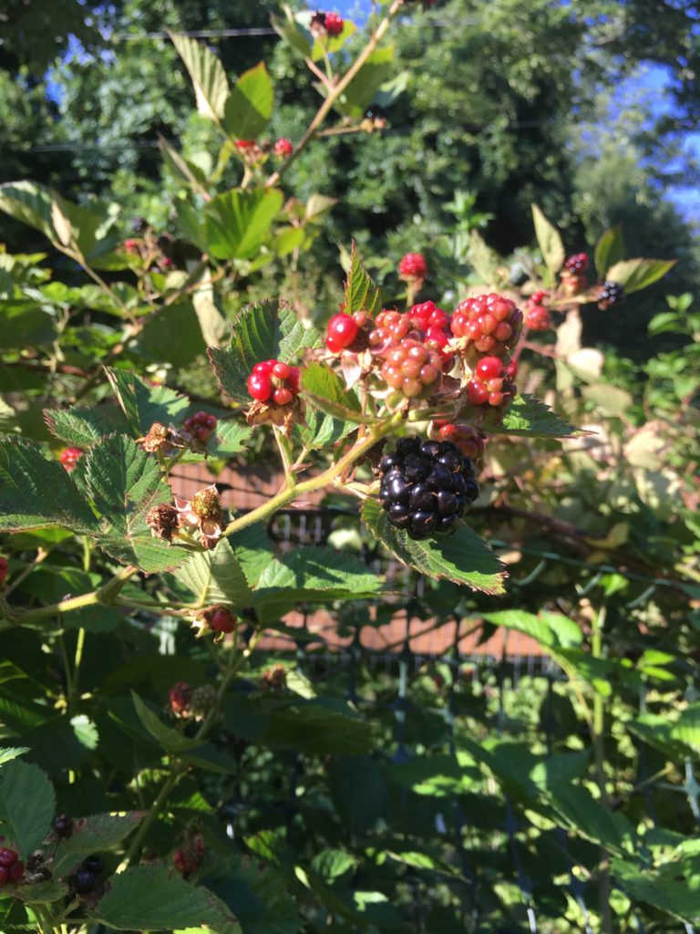 Love Blackberries? Why Not Grow Your Own! N.C. Cooperative Extension