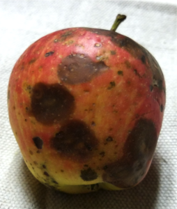 Cover photo for Apple Disease Update: Glomerella End Game