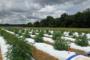 Industrial hemp variety trial