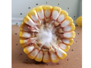 Ear cross section showing counts of rows around the ear