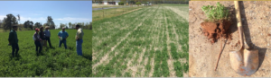 Cover photo for Alfalfa-Bermudagrass Hayfield Conference