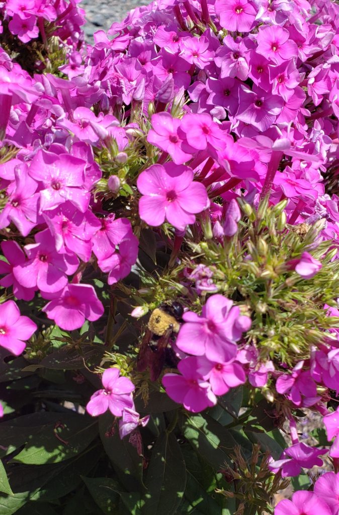 Garden Phlox | North Carolina Cooperative Extension