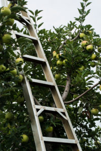 Ladder beside apple tree