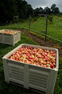 Bin of apples