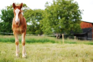 Cover photo for Developing Pasture for Horse Nutrition