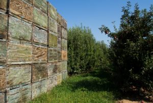 apple bins in orchard