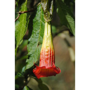 Cover photo for Datura vs. Brugmansia
