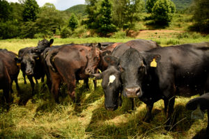 Image of cattle grazing in field