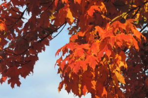 Cover photo for Change Is in the Air: The Miracle of Fall Colors