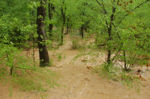 Cover photo for Big Rains, Big Floods