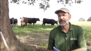 Cover photo for Picking Up After the Storm on Pasture-Based Livestock Farms