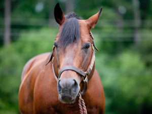 A brown horse standing in a field