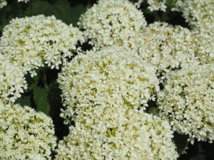 close up of Hydrangea Invincibelle Limetta