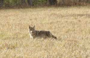 coyote in field