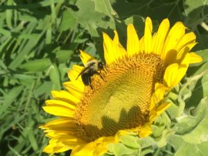 Cover photo for Best Use of Wildflowers to Benefit Crops
