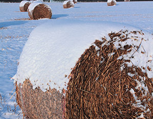 hay with snow on top