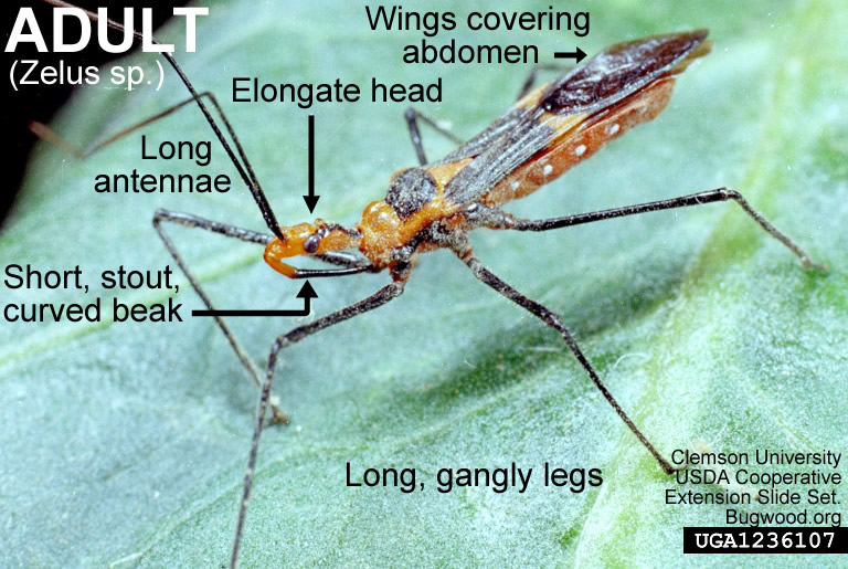 Assassin Bug NC State Extension