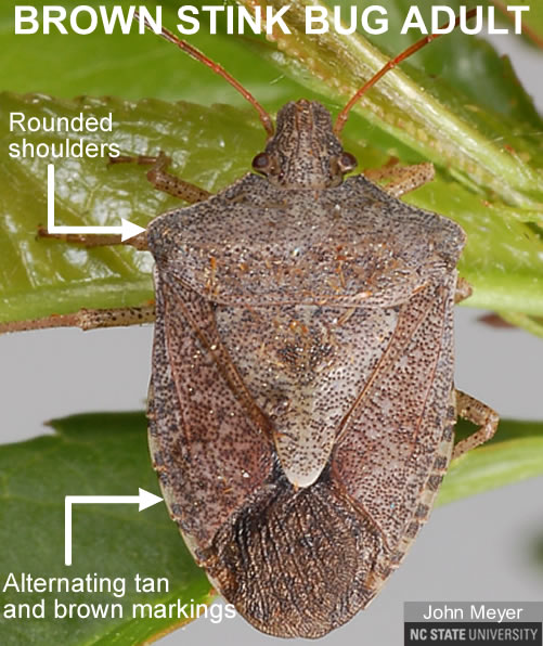 Spined Soldier Bug LookaLikes NC State Extension