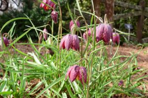 Cover photo for Plant Bulbs for Spring Impact