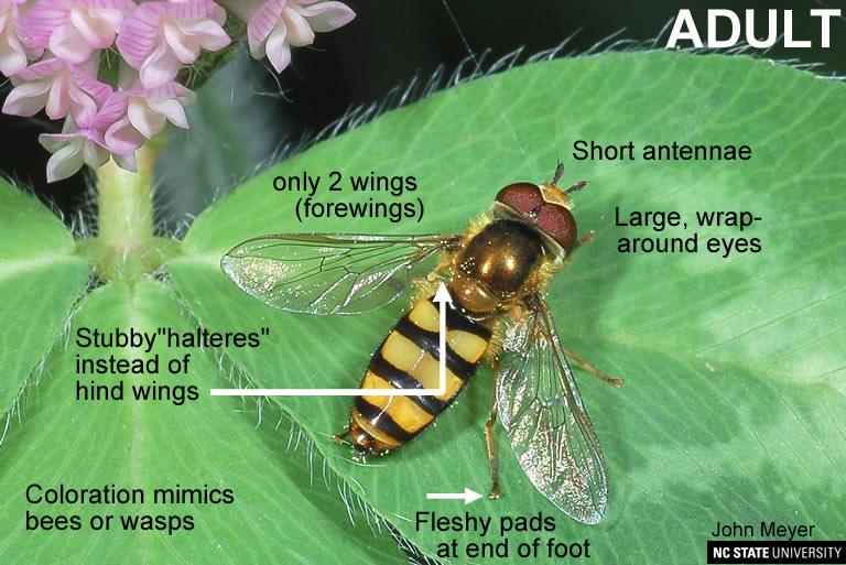 Hover Fly NC State Extension