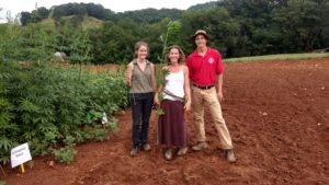 Cover photo for Hemp Production - Keeping THC Levels Low