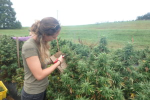 Cover photo for Industrial Hemp Workshop in Durham on Friday (Nov 9)