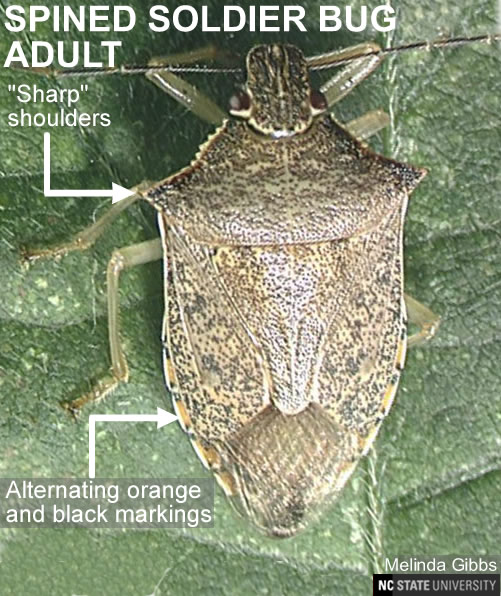 Spined Soldier Bug LookaLikes NC State Extension