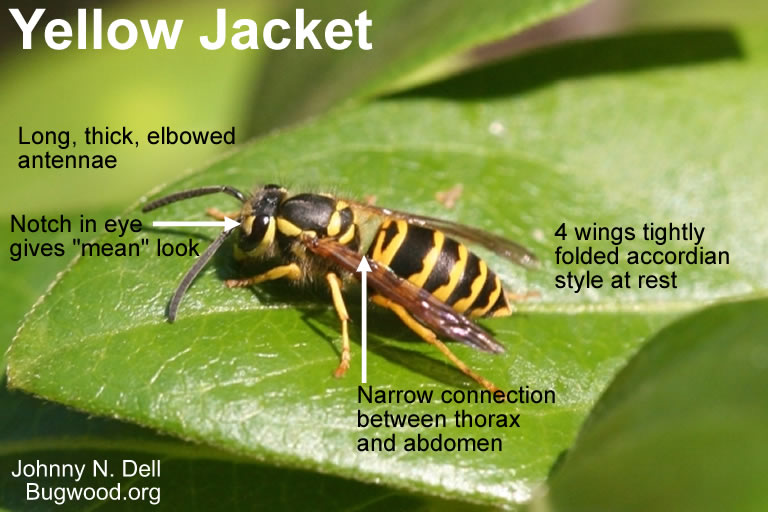 Hover Fly LookaLikes NC State Extension