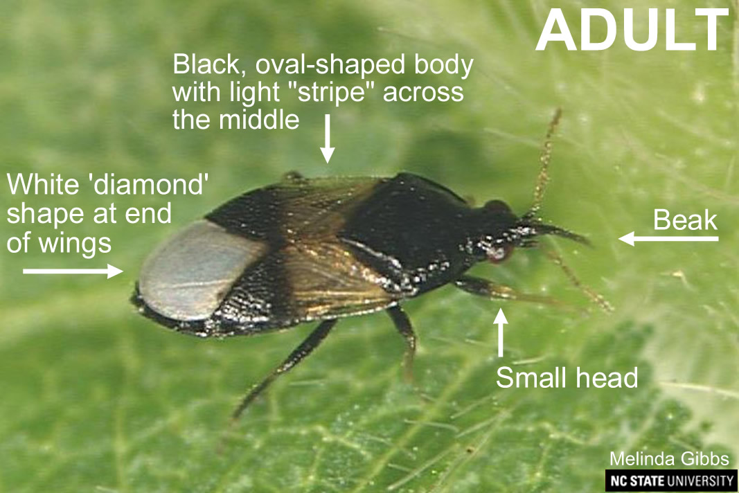 Insidious Flower Bug NC State Extension