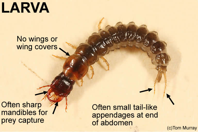 Rove Beetle NC State Extension