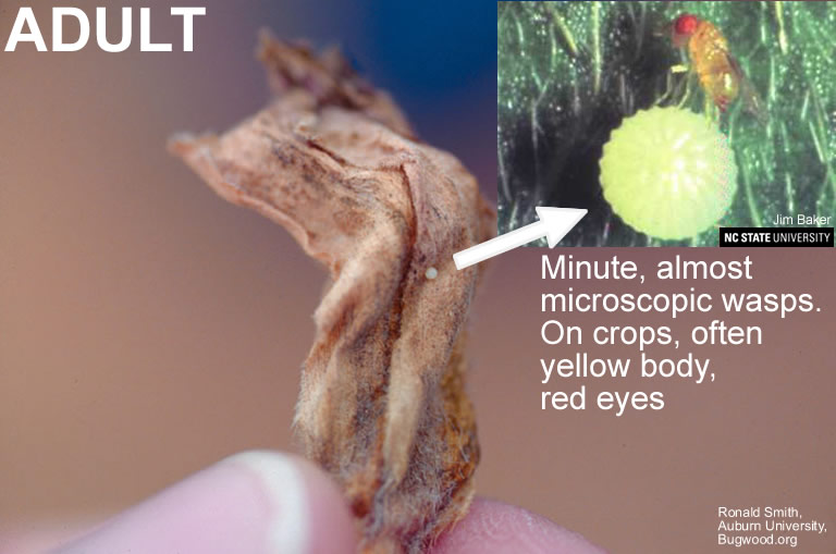 Trichogramma Wasp NC State Extension